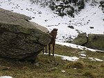 12 Cavallo Curioso